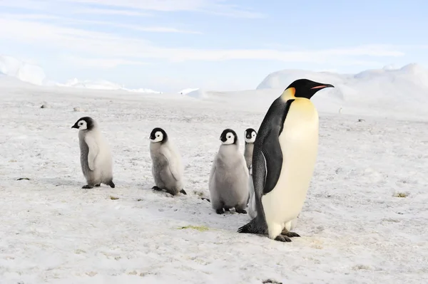 皇帝ペンギンの雛と — ストック写真