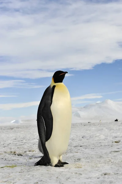 Tučňák císařský na sněhu — Stock fotografie