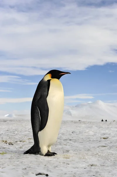 Kejsarpingvinen på snön — Stockfoto