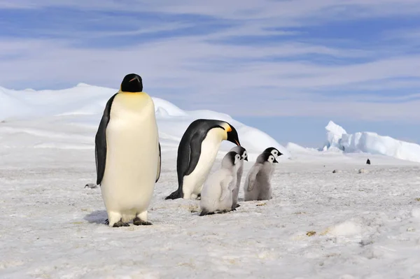 Císař Penguins s kuřátko — Stock fotografie