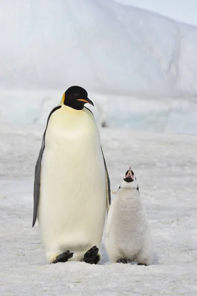 Imperador pinguim com pinto — Fotografia de Stock