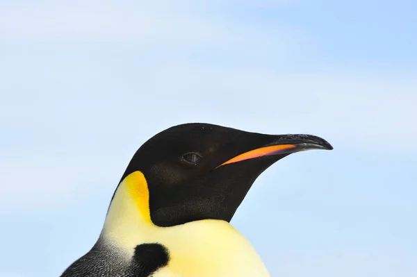 Imperador Pinguim de perto — Fotografia de Stock