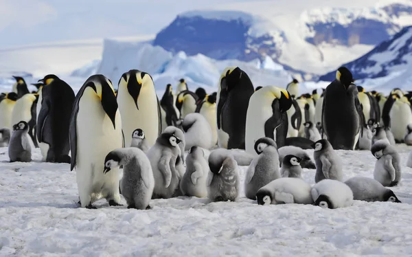 Empereur Pingouins avec des poussins — Photo