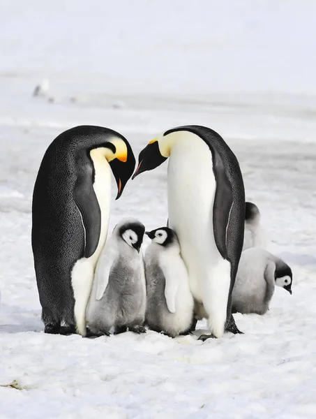Імператорські пінгвіни з курчатами — стокове фото