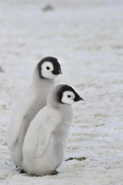 Імператорський пінгвін курчат в Антарктиді — стокове фото