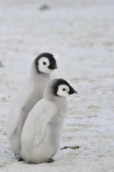 南極の皇帝ペンギンの雛 — ストック写真