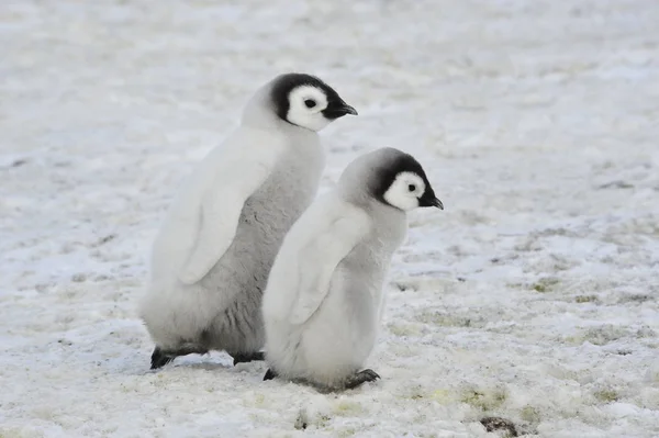 Antarktika'daki İmparator penguen kızlar — Stok fotoğraf