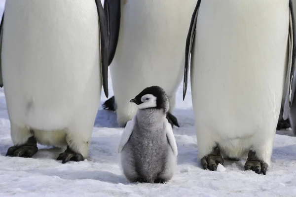 Emperador pingüinos con polluelo — Foto de Stock