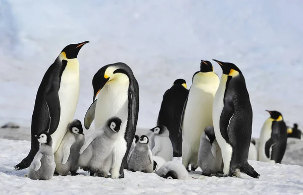 İmparator penguenler piliç ile — Stok fotoğraf