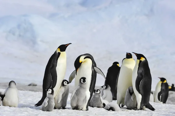 Kaiserpinguine mit Küken — Stockfoto