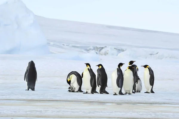 Imperatore Pinguini con pulcino — Foto Stock