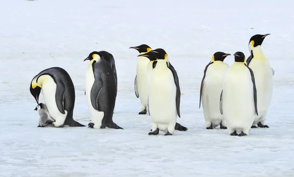 Císař Penguins s kuřátko — Stock fotografie