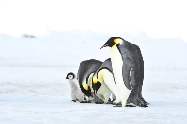 Keizer Penguins met kuiken — Stockfoto