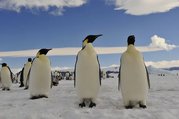 İmparator penguenler buz üzerinde — Stok fotoğraf