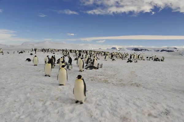 Императорские пингвины на льду — стоковое фото
