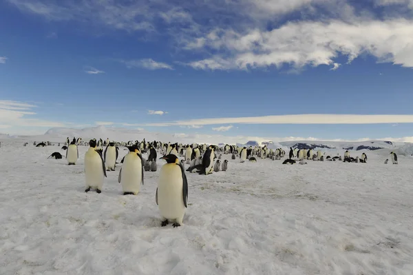 Cesarz pingwiny na lodzie — Zdjęcie stockowe