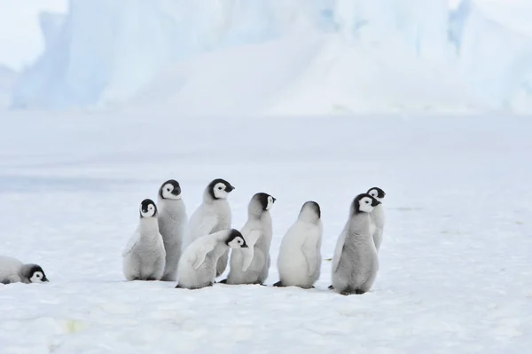 Imperador Pinguim pintos na Antártida — Fotografia de Stock