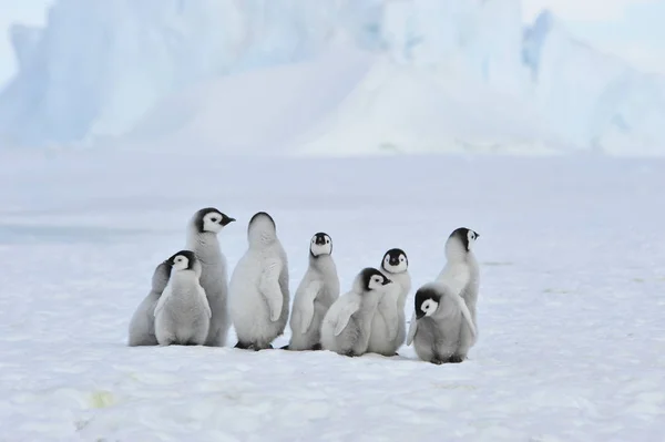 Pulcini pinguino imperatore in Antartide — Foto Stock