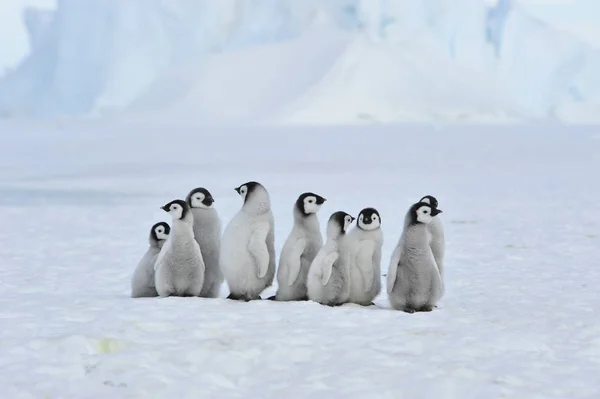 Pollitos pingüinos emperador en la Antártida —  Fotos de Stock