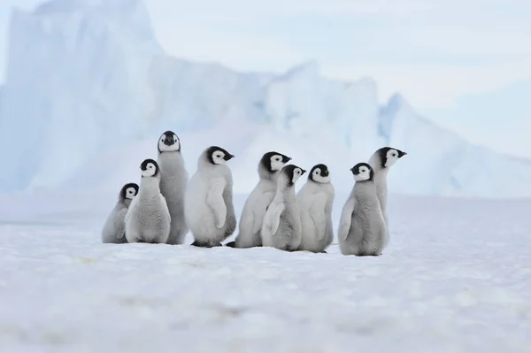 Pulcini pinguino imperatore in Antartide — Foto Stock