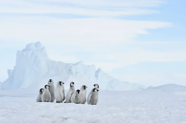 Imperador Pinguim pintos na Antártida — Fotografia de Stock