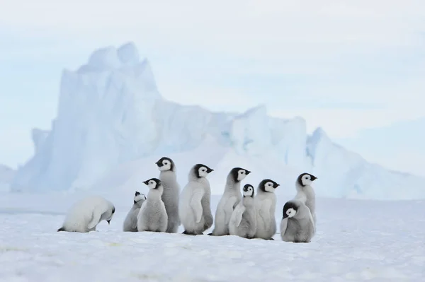 Pulcini pinguino imperatore in Antartide — Foto Stock