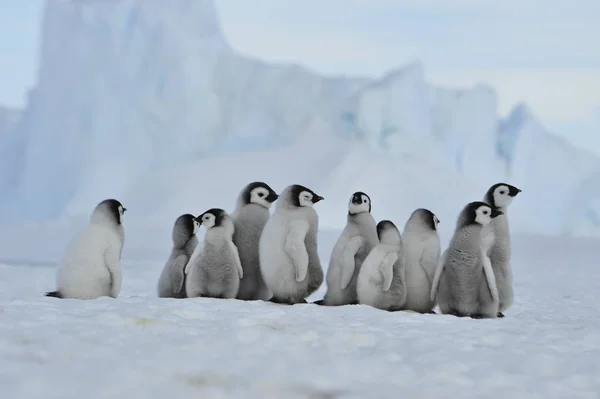 Pulcini pinguino imperatore in Antartide — Foto Stock