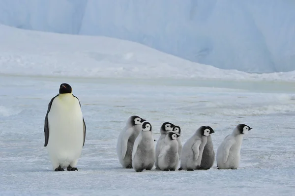 Emperador pingüinos con polluelo — Foto de Stock