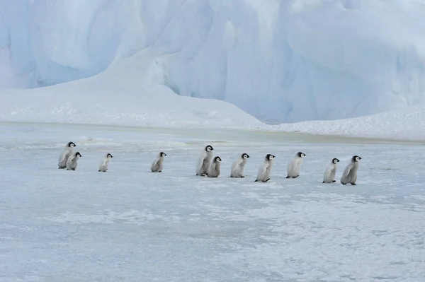 Császár pingvin csibék az Antarktiszon — Stock Fotó