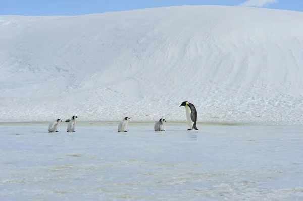 Pinguins imperador com pinto — Fotografia de Stock