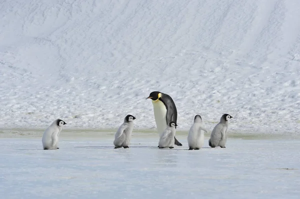 Emperador pingüinos con polluelo —  Fotos de Stock