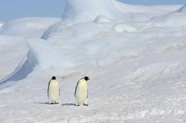 Emperor Penguins on the ice — Stock Photo, Image