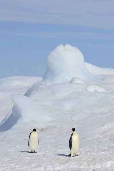 Imperatore Pinguini sul ghiaccio — Foto Stock