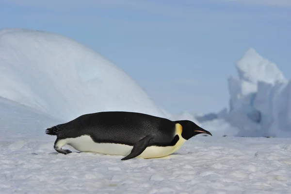 Empereur Pingouin sur la neige — Photo