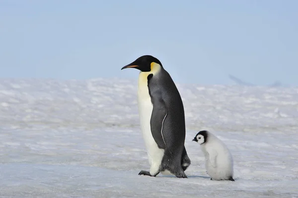 Emperador pingüino con polluelo —  Fotos de Stock