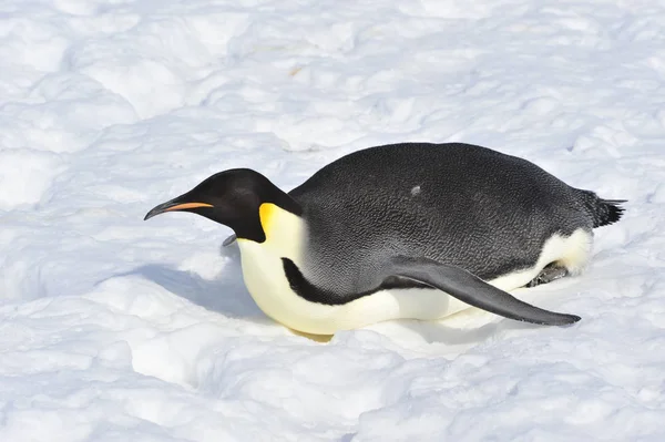 Imperador Pinguim na neve — Fotografia de Stock