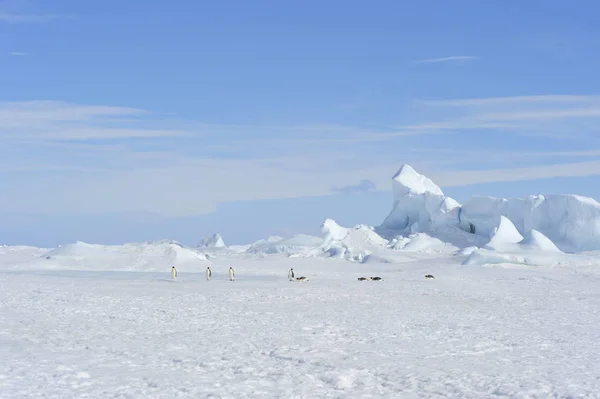 Gyönyörű kilátás nyílik a jéghegyek Snow Hill Antarktisz — Stock Fotó