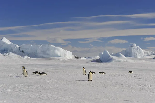 Imperatore Pinguino sulla neve — Foto Stock