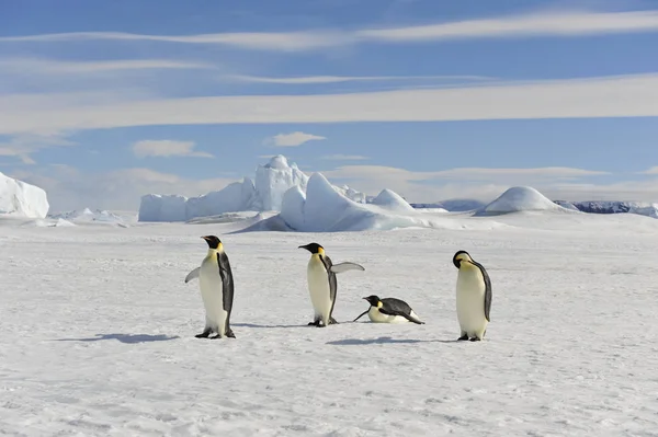 Imperador Pinguim na neve — Fotografia de Stock