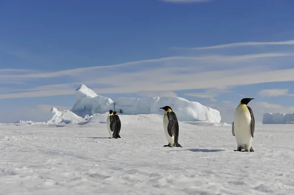 Imperatore Pinguino sulla neve — Foto Stock