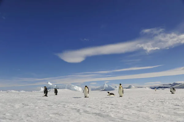 İmparator penguen kar üzerinde — Stok fotoğraf