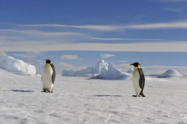 Imperador Pinguim na neve — Fotografia de Stock