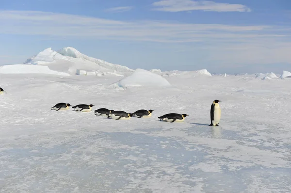 Император Пингвин на снегу — стоковое фото
