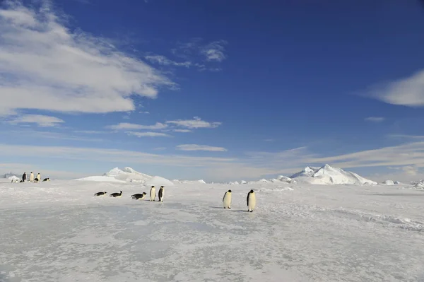 Schöne Aussicht auf Eisberge Schnee Hügel Antarktis — Stockfoto