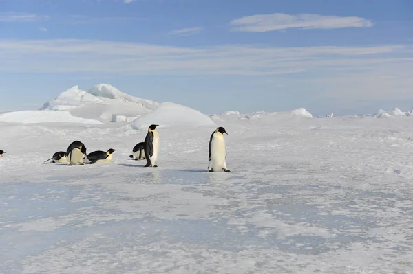 Bela vista dos icebergs Snow Hill Antártica — Fotografia de Stock