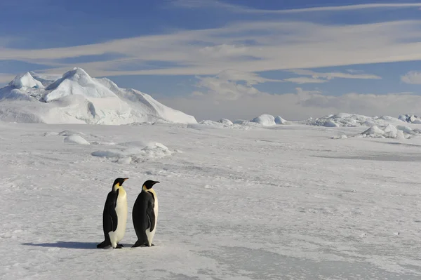 Император Пингвин на снегу — стоковое фото