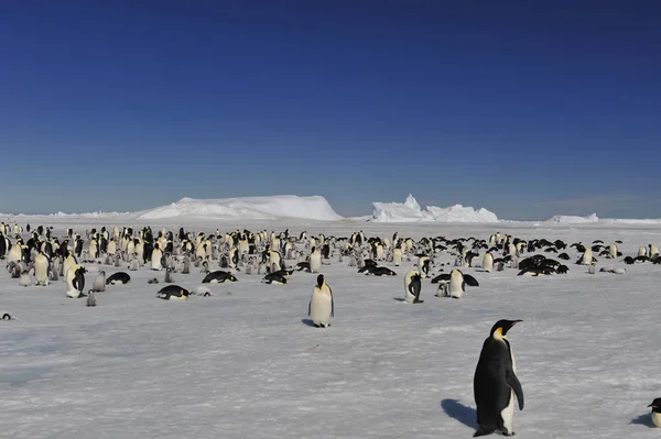 Imperatore Pinguini sul ghiaccio — Foto Stock