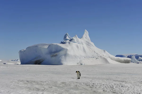 Belle vue sur les icebergs Snow Hill Antarctique — Photo