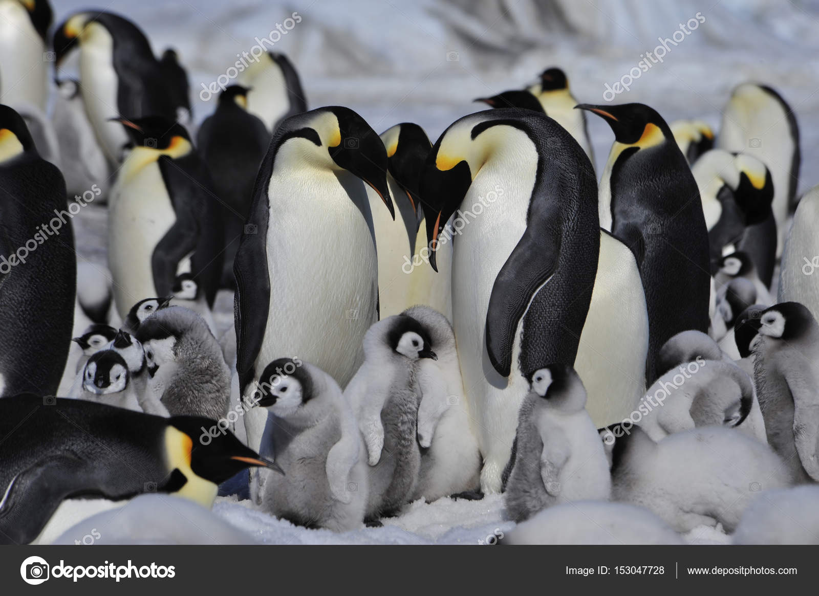 皇帝ペンギン写真素材 ロイヤリティフリー皇帝ペンギン画像 Depositphotos