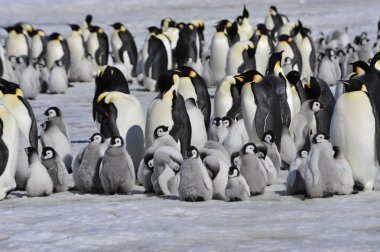 İmparator penguenler piliç ile